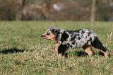BERGER AUSTRALIEN PUPPIES 722
